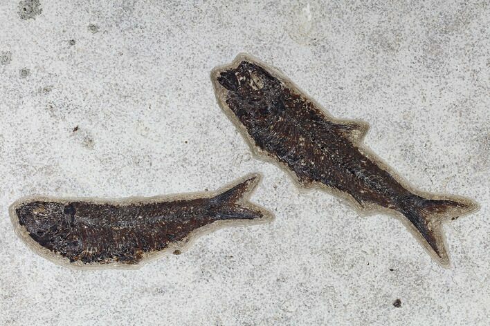 Fossil Fish (Knightia) Plate - Green River Formation #117133